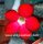 Adenium obesum cv. Deep Red