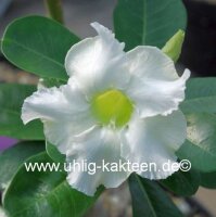 Adenium obesum cv. Pure White
