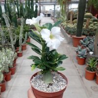 Adenium obesum cv. Pure White