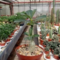 Adenium obesum cv. Pure White