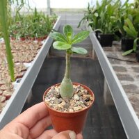 Adenium obesum cv. Pure White