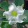 Adenium obesum cv. Pure White