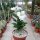 Adenium obesum cv. Pure White