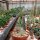 Adenium obesum cv. Pure White
