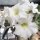 Adenium obesum cv. Pure White