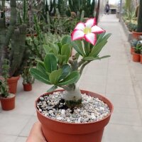Adenium obesum cv. Picotee