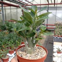 Adenium obesum cv. Picotee