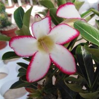 Adenium obesum cv. Picotee