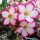 Adenium obesum cv. Picotee