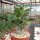 Adenium obesum cv. Picotee