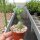 Adenium obesum cv. Picotee