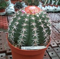 Melocactus zehntneri