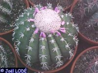 Melocactus zehntneri