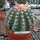 Melocactus zehntneri
