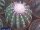 Melocactus zehntneri