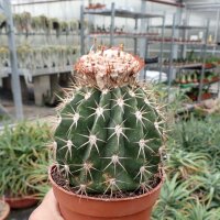 Melocactus maxonii