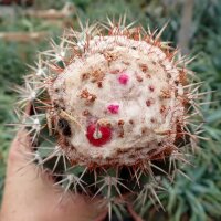 Melocactus maxonii