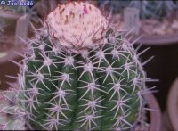 Melocactus maxonii