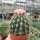 Melocactus maxonii