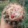 Melocactus maxonii