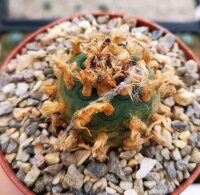 Lophophora Mix