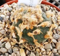 Lophophora Mix