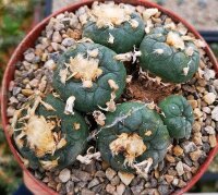 Lophophora Mix