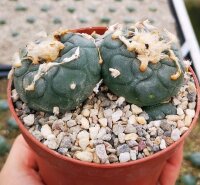 Lophophora Mix