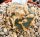 Lophophora Mix