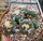 Lophophora Mix