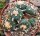 Lophophora Mix