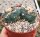 Lophophora Mix