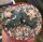 Lophophora Mix