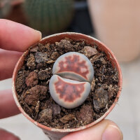 Lithops karasmontana v. karasmontana C 225