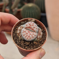 Lithops karasmontana v. karasmontana C 225
