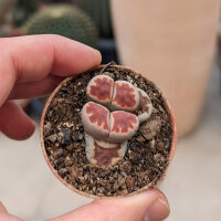 Lithops karasmontana v. karasmontana C 225
