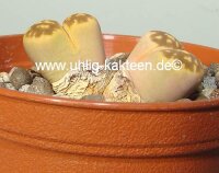 Lithops karasmontana ssp. bella C 295 115km...