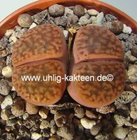 Lithops hookeri v. marginata C 154 30km North-West of...