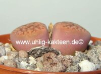 Lithops hookeri v. marginata C 154 30km North-West of Hopetown, Cape Province