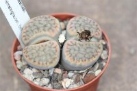 Lithops schwantesii ssp. schwantesii C 077 Near Helmeringhausen, Namibia