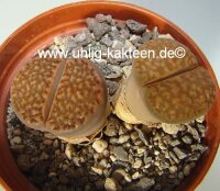 Lithops hallii C 052 25km South-South-East of Hopetown,...