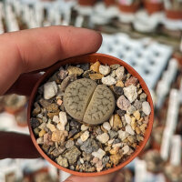 Lithops pseudotruncatella v. pseudotruncatella C 067 20km East-North-East of Windhoek, Namibia