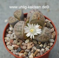 Lithops karasmontana ssp. eberlanzii C 082 35km East of...