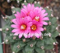 Turbinicarpus alonsoi Xichu, GTO
