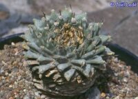 Turbinicarpus alonsoi Xichu, GTO