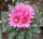 Turbinicarpus alonsoi Xichu, GTO