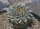 Turbinicarpus alonsoi Xichu, GTO