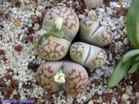 Lithops karasmontana ssp. bella C 108 5km South of Aus, Namibia