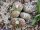 Lithops karasmontana ssp. bella C 108 5km South of Aus, Namibia