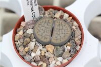 Lithops schwantesii v. uricosensis cv. christinae C 210...